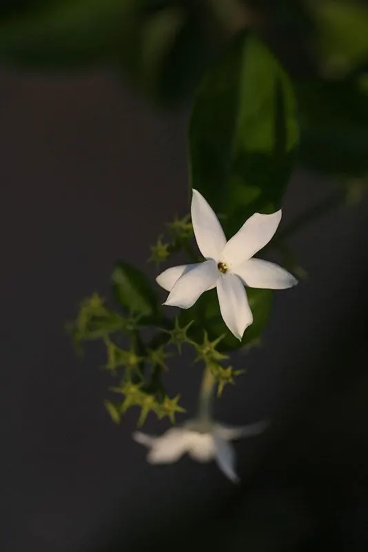 Jasmine